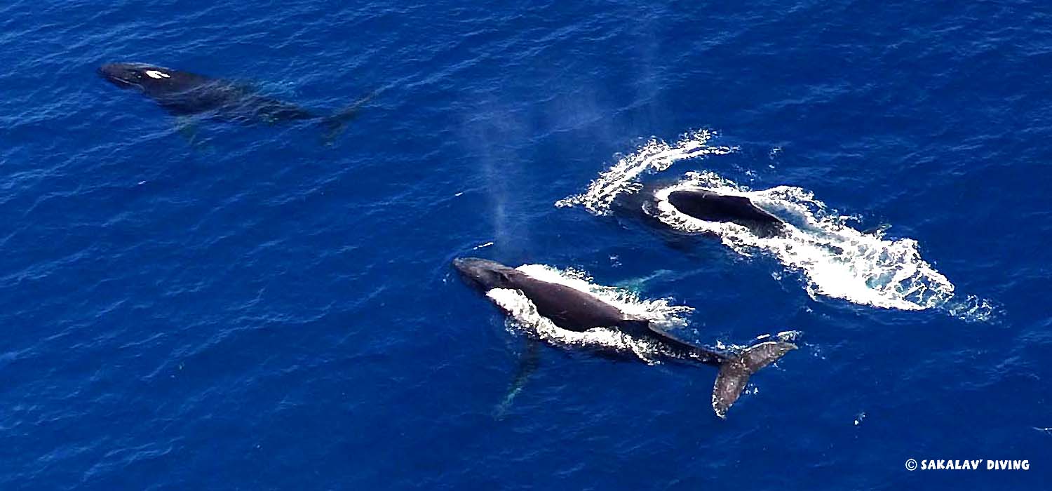 Humpback whale watching in Nosy Be